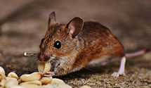 24 Hour & Emergency Exterminators in Wi Child Support, WI